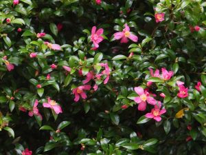 darker pink original Camellia sasanqua