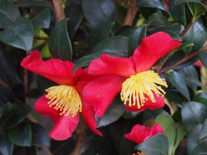 Camellia x vernalis ‘Yuletide’
