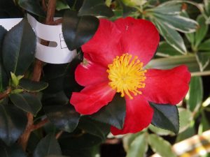 Camellia x vernalis ‘Yuletide’