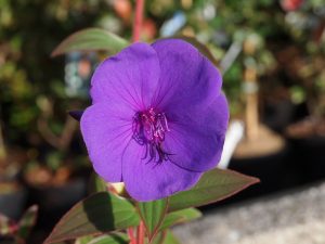 Tibouchina orangensis