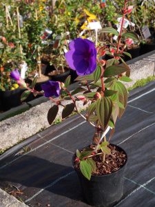 Tibouchina orangensis