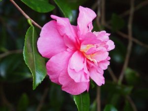 Camellia sasanqua ‘Sparkling Burgundy’