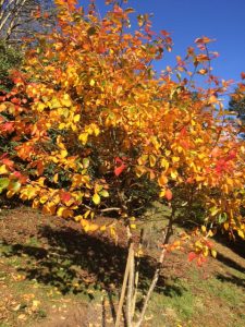 Nyssa sylvatica ‘Wisley Bonfire’