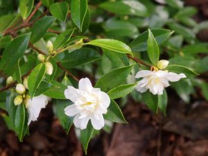 Camellia sasanqua ‘Winters Toughie’