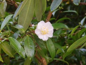 Camellia sasanqua ‘Winters Toughie’