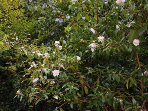 Camellia sasanqua ‘Winters Toughie’