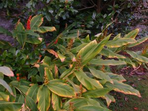 ‘ginger lilies’ (hedychium)