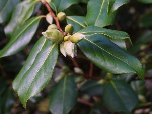 buds on Camellia x williamsii ‘J C Williams’