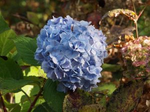 light blue hydrangea