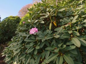 FJW Rhododendron decorum hybrid