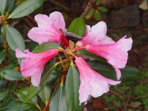 Rhododendron ‘Polyroy’