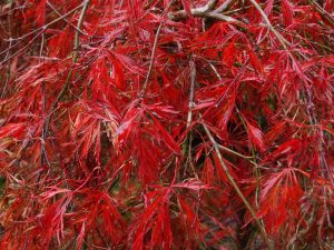 Acer palmatum dissectum ‘Crimson Queen’