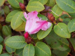 Rhododendron ‘Bow Bells’