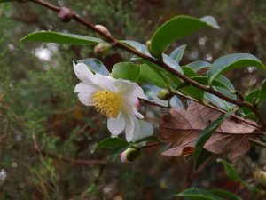 Camellia sasanqua ‘Narumigata’ (pure)