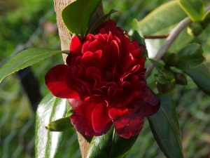 Camellia ‘Takinini’