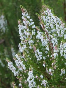 Erica arborea