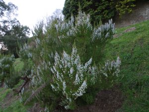 Erica arborea