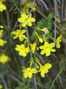 Jasminum mesneyi