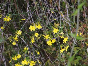 Jasminum mesneyi