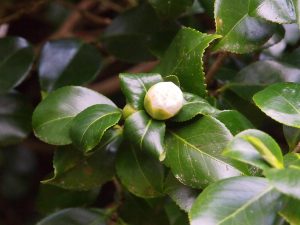 Camellia ‘Jurys Yellow’