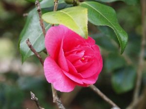 Camellia x williamsii ‘George Blandford’