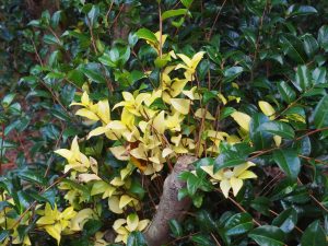 Camellia ‘Golden Spangles’