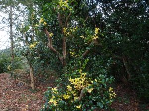 Camellia ‘Golden Spangles’