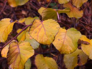 Actinidia deliciosa ‘Tomuri’