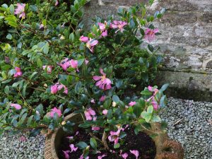 Camellia sasanqua ‘Hugh Evans’