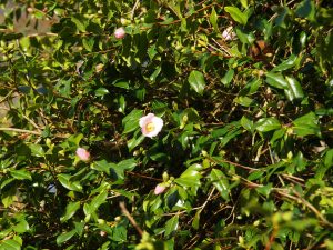 Camellia x williamsii ‘J C Williams’