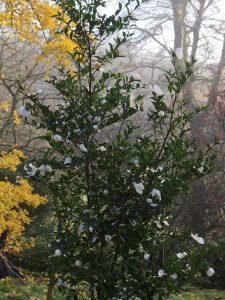 Camellia sasanqua ‘Narumigatas’