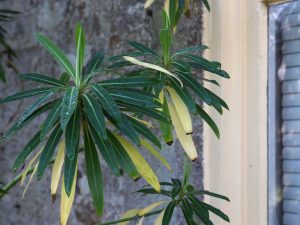 Euphorbia mellifera