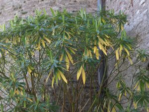 Euphorbia mellifera