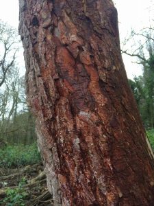 Blood Red arboreums