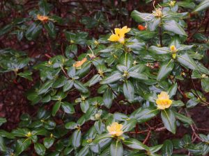 Rhododendron concatenans