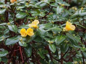 Rhododendron concatenans