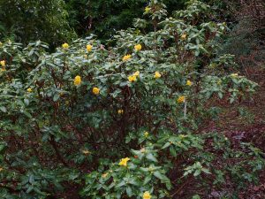 Rhododendron concatenans