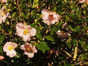 Camellia ‘J C Williams’