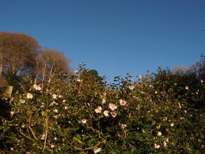 Camellia ‘J C Williams’