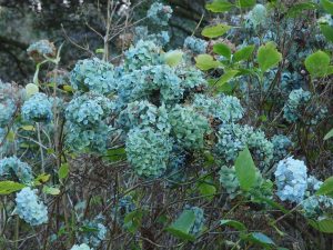 Hydrangea ‘Joseph Banks’