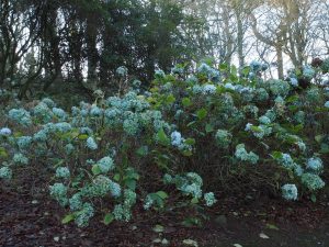 Hydrangea ‘Joseph Banks’