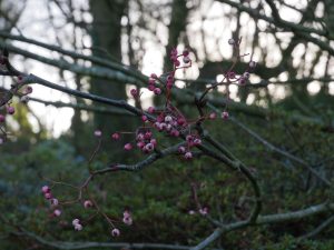 Sorbus ‘Pearly King’