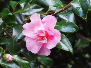 Camellia x williamsii ‘Monica Dance’