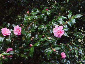 Camellia x williamsii ‘Monica Dance’