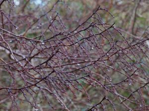 Stachyurus chinensis