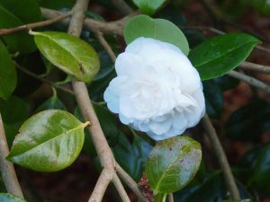 Camellia japonica ‘Alba plena’