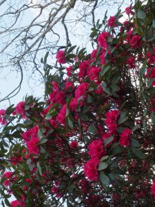 Rhododendron ‘Winter Intruder’