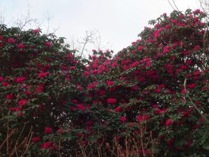 Rhododendron ‘Winter Intruder’