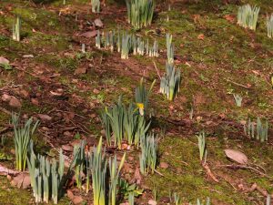 A pheasant has half eaten this early daffodil flower.