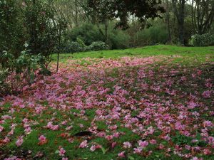 unnamed Camellia x williams